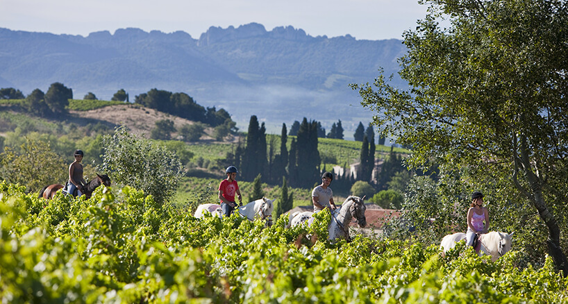 Go horse-riding through the vineyards in Vaucluse