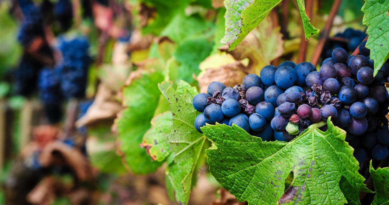 Basic guide to Burgundy wine©Leah Walker