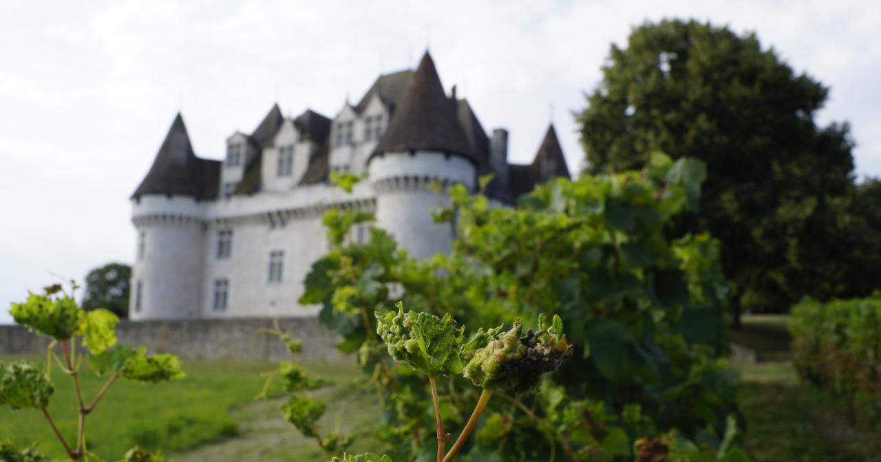 Château de Monbazillac, vignoble de Bergerac © MC Grasseau