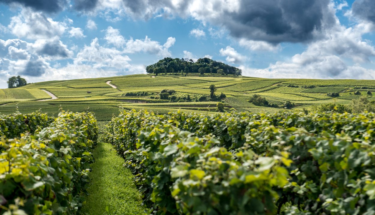 Champagne's vineyard © M. Boudot-Coll. ADT Marne