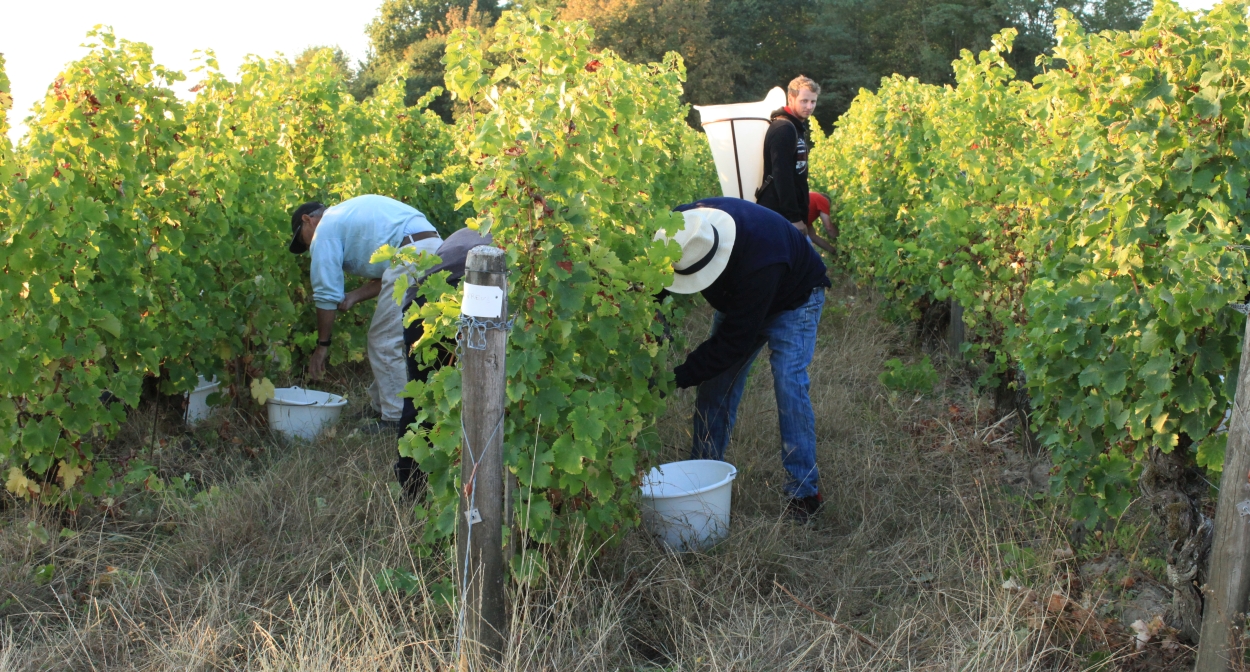 Les vignes à l’heure des vendanges © sarl Château de Tracy