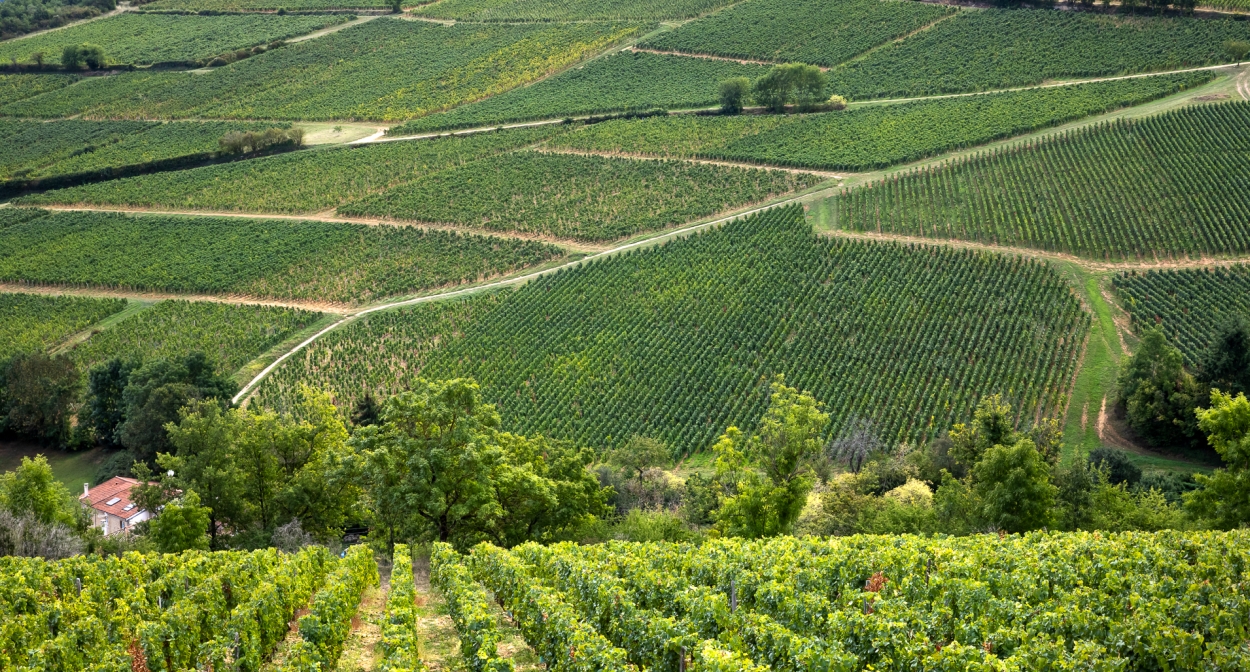 The vineyard of Domaine des Deux Roches ©Etienne Ramousse Images
