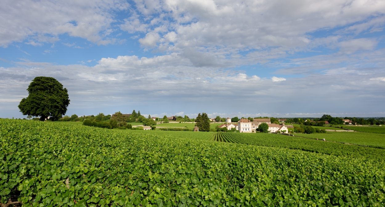 French wine estate in Côte Châlonnaise © Domaine Jeannin-Naltet