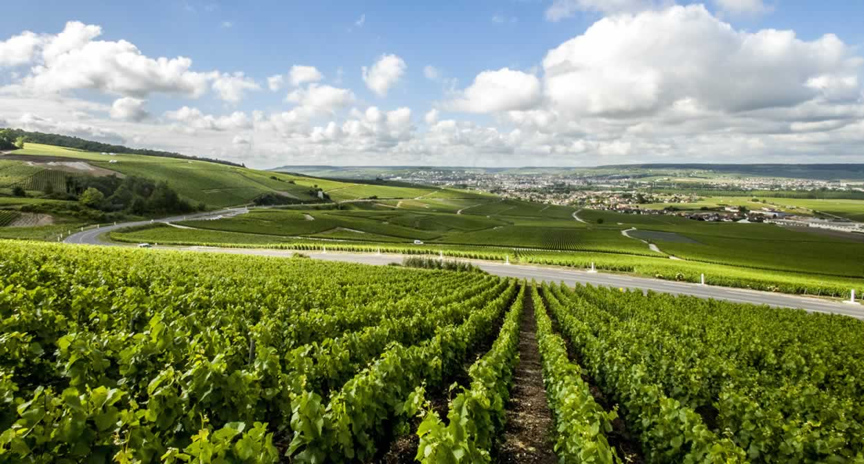 Les coteaux de la Marne, vignoble de Champagne © Coll. ADT Marne