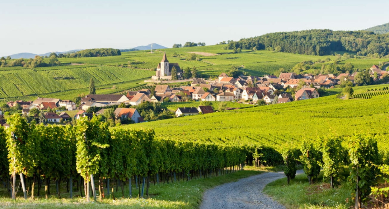 Les paysages de la Route des Vins d’Alsace © Lisela – LK Tour - Kutzig
