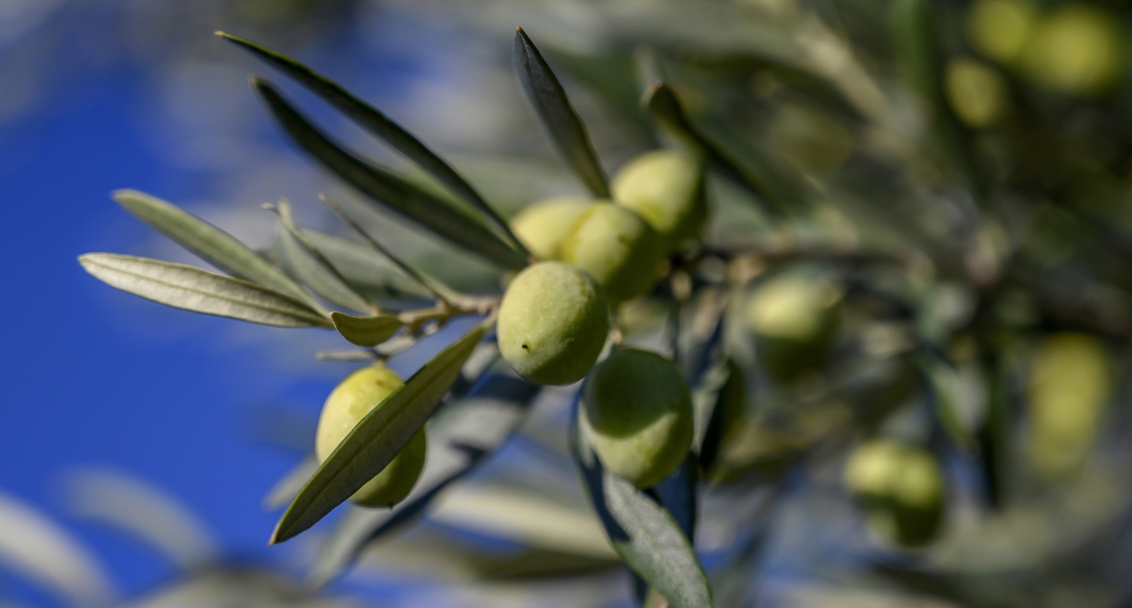 Les olives en maturation © François Xavier Emery, OTC DLVA