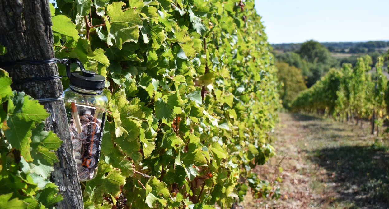 Geocaching among the wines © Domaine du Siorac