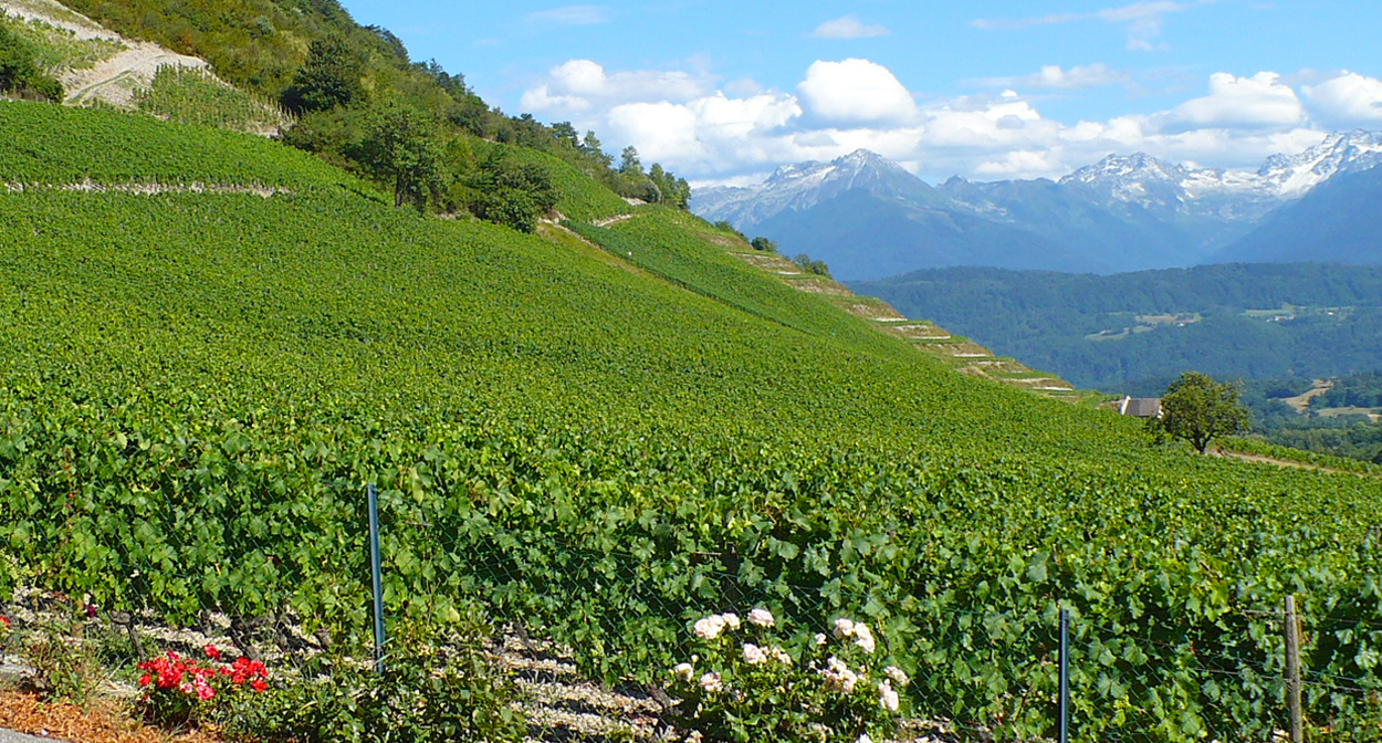 Vineyard of Savoie