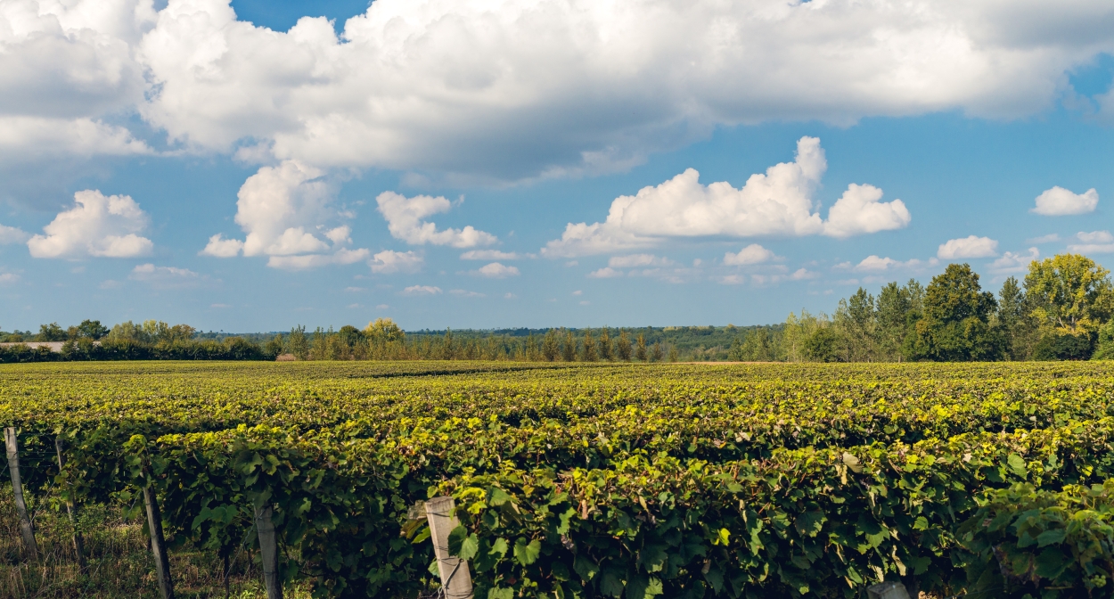 The Domaine d'Ognoas vineyards in Nouvelle-Aquitaine © Y. Chevojon