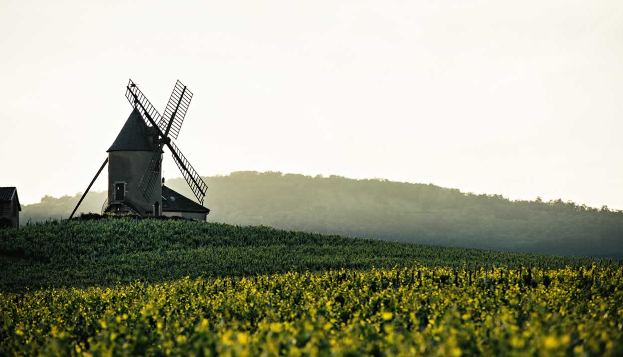 Les vignes de Moulin-à-Vent © Franck Juery