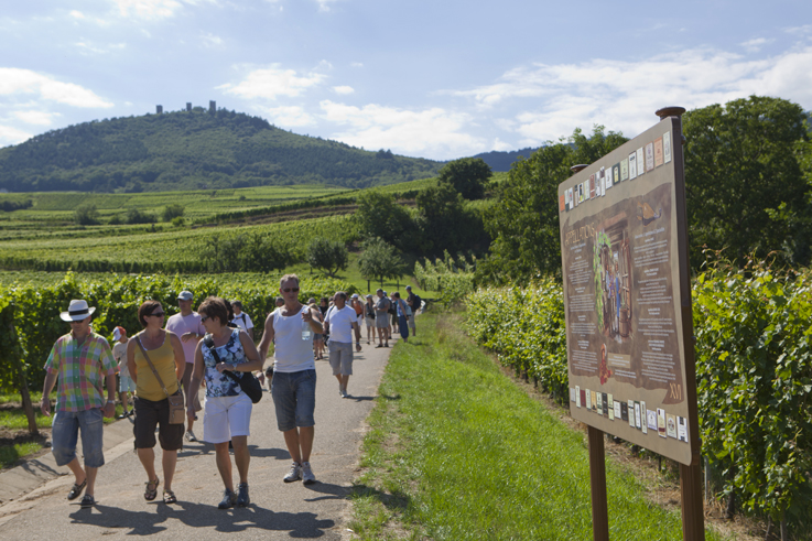 Picnic in the vineyards of Alsacewine tourism ©Meyer Conseil Vins Alsace