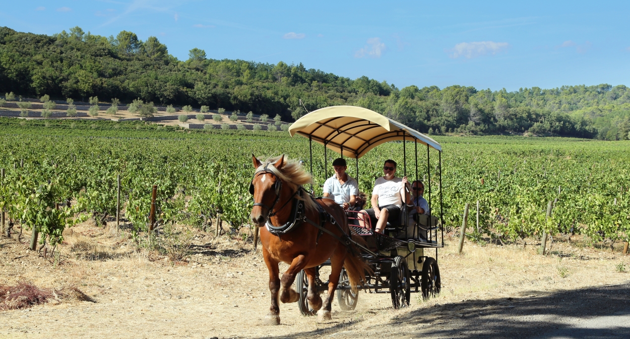 Horse-drawn carriage stroll at Peyrassol estate ©Zoé Lemonnier-CIVP