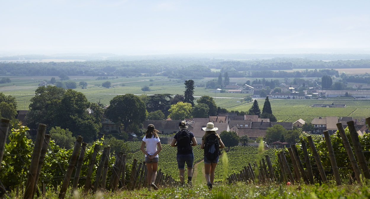 Promenade dans les vignes de Bourgogne