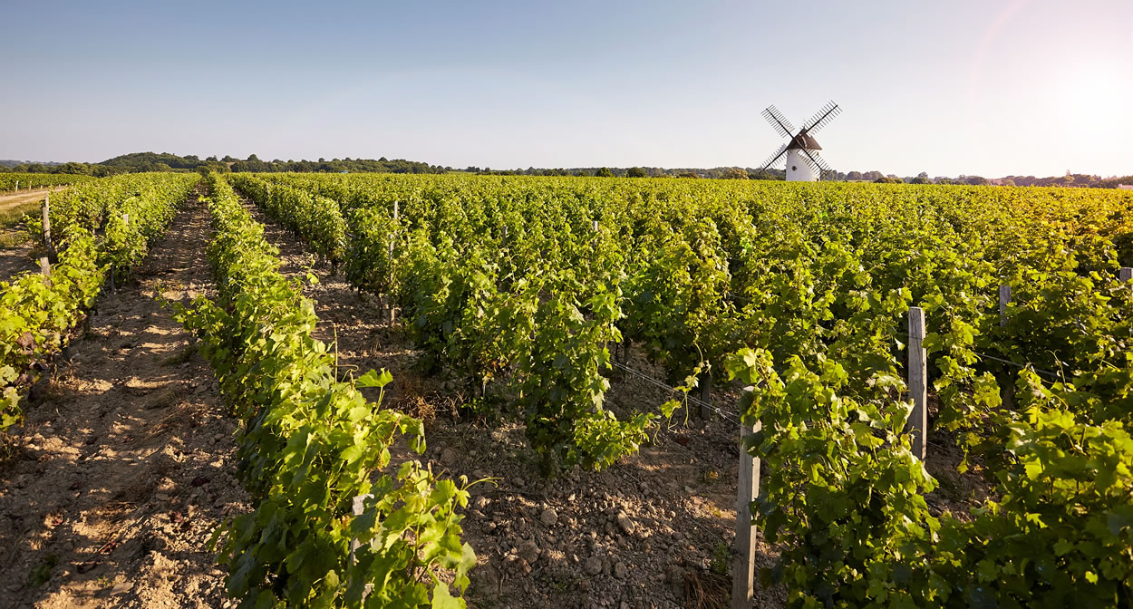 Vineyard in Loire Valley ©A. Lamoureux - Vendée Expansion