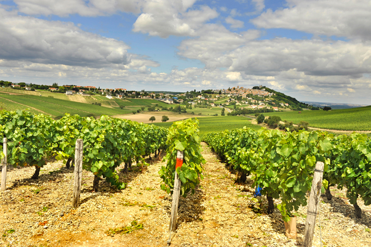 Afbeeldingsresultaat voor val de loire wines, Loire 