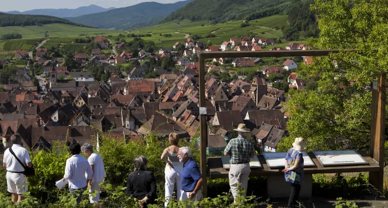 Balade dans les sentiers viticoles sur la Route des Vins d'Alsace © MEYER-ConseilVinsAlsace