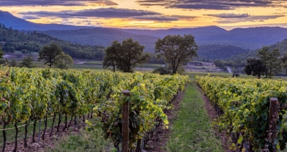 High Environmental value and organic farming in the vineyard © L'Escarelle