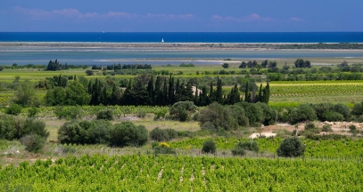 Languedoc, Vineyard, Occitanie