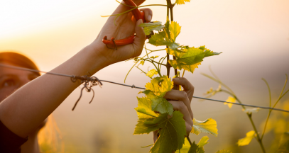 Vigneron d'un jour dans la vigne _ ©Vignerons indépendants d'Alsace