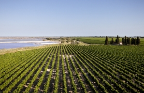 Vignobles du Domaine Royal de Jarras © Grands domaines du littoral