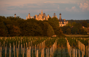 Visit Chambord's vineyard © Léonard de Serres .jpg