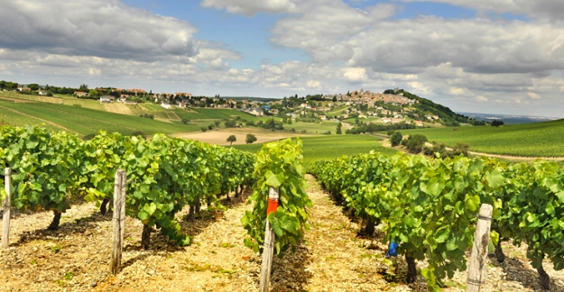 Sancerre vineyards Wine Fair in the Loire Valley ©CRT Centre Val de Loire