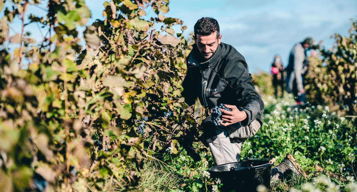 Harvesting in the Rhone Valley vineyards ©OBrien