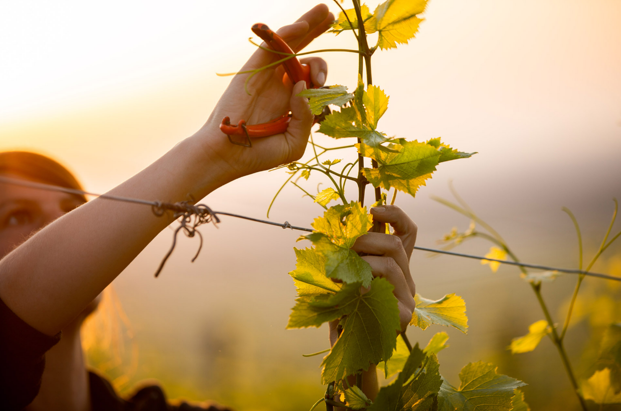 Vigneron d'un jour dans la vigne _ ©Vignerons indépendants d'Alsace