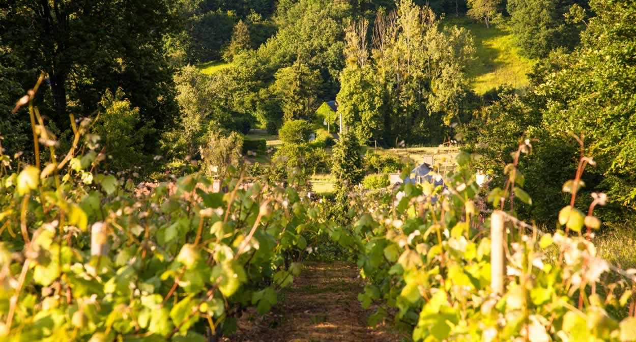 Vignoble des vins de Jasnières et Coteaux du Loir - Vallée du Loir © J.Ph Berlose-Cemjika