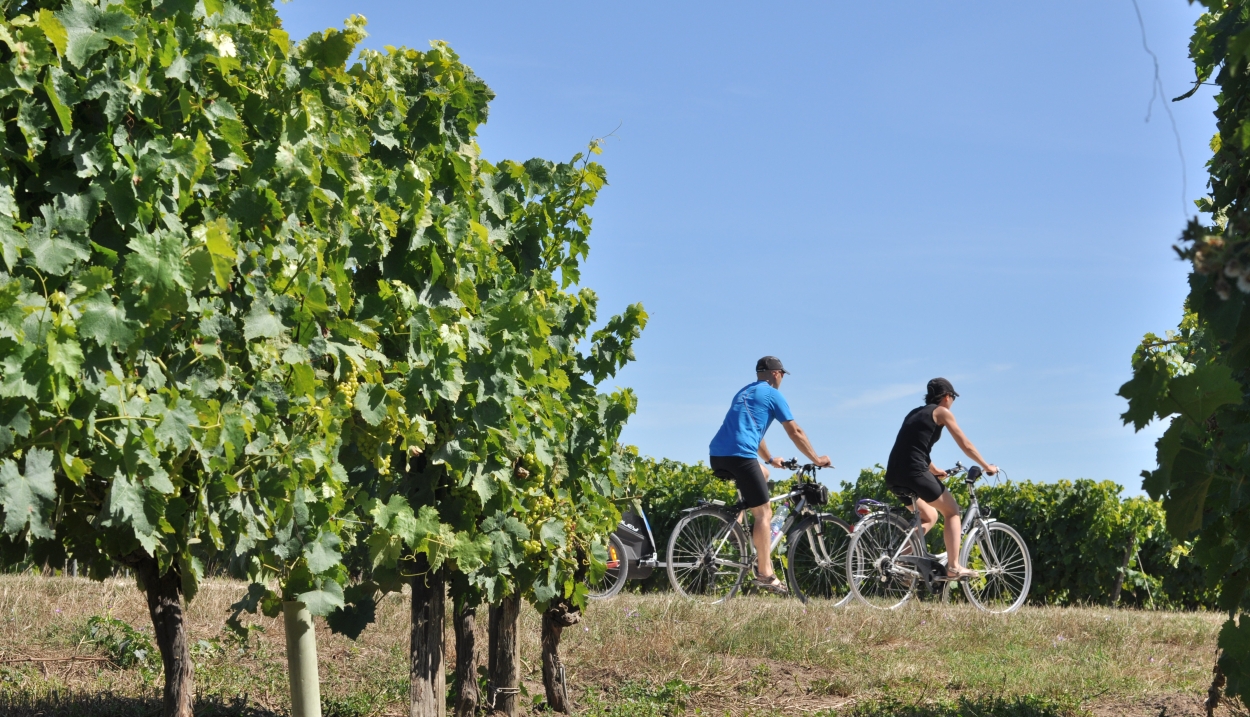 Biking in the vineyards of Nouvelle-Aquitaine © cdcio