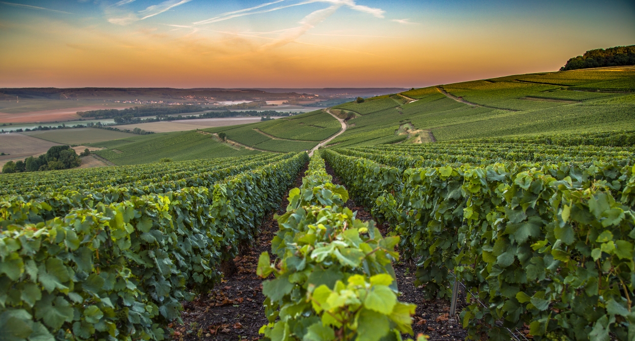 Wine toursim in the French vineyard of Champagne@ALEXANDRE COUVREUX
